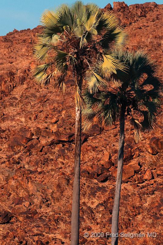 20090604_093122 D300 X1.jpg - Desert Palms